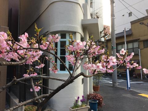 2017.01.30 Sarugaku Cherry Blossoms.JPG