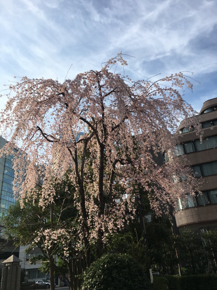 千代田区枝垂れ桜